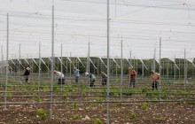 ქვემო სართიჭალაში „აგროკომპლექსის” ხილის შემნახველი საწარმო გაიხსნა.